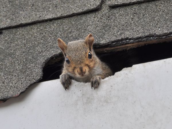 Lake Charles Wildlife Removal