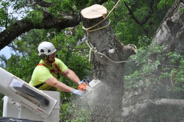 Lake Charles Tree Trimming