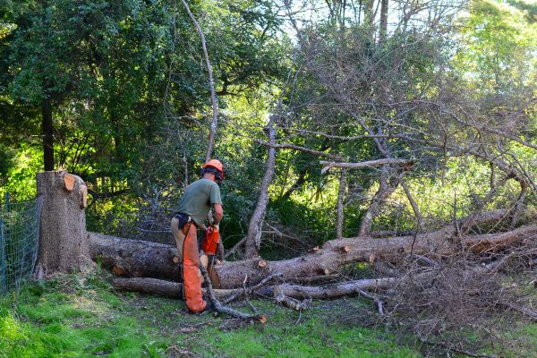 Lake Charles Tree Removal